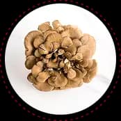 Truffle fries with Lion’s Mane and Heat N Honey.