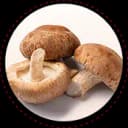 Shiitake