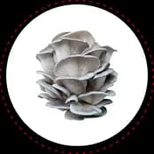 Truffle fries with Lion’s Mane and Heat N Honey.